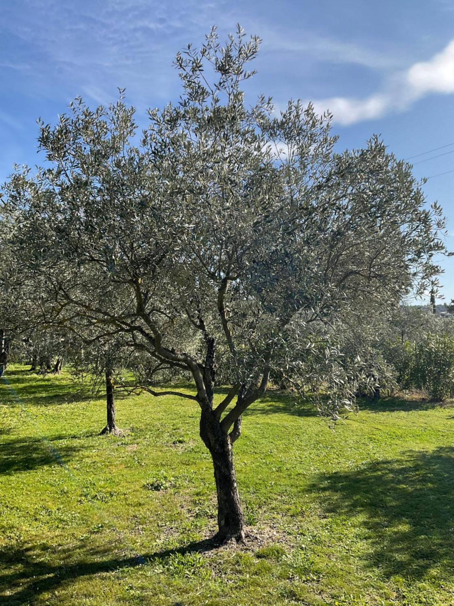 Provence Km28 Bed & Breakfast Gordes Eksteriør bilde